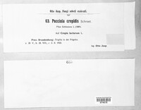 Puccinia crepidis image